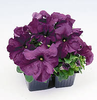 Petunia Limbo Purple