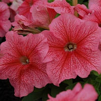 Petunia Limbo Red Vien