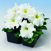 Petunia Limbo White