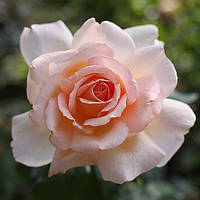 Роза чайно-гибридная Соло Крем