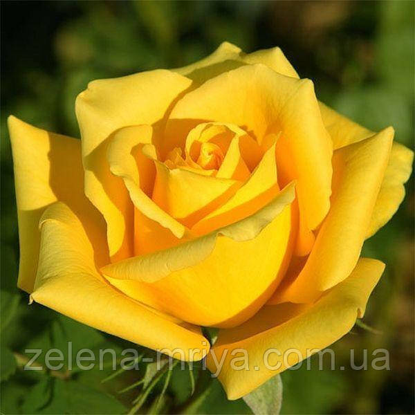 Троянда плетиста "Giallo Puro"  саджанець170 см., фото 1