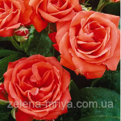Троянда чайно-гібридна Соло Оранж, фото 1
