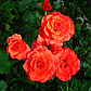 Троянда чайно-гібридна Соло Оранж, фото 2