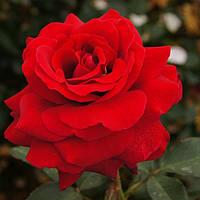 Роза чайно-гибридная Соло Ред