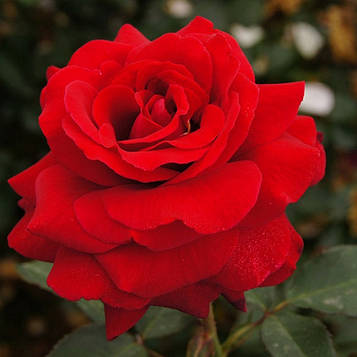Троянда чайно-гібридна Соло Ред