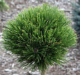 Сосна шміфта Pinus leucodermis Schmidtii, фото 2