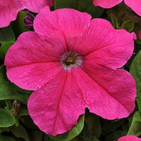 Petunia Ez Rider Deep Pink