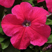 Petunia Ez Rider Rose