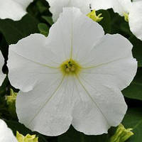 Petunia Ez Rider White