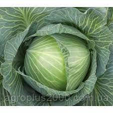 Насіння Капуста пізній Адаптор F1, поштучно 20 насінин Syngenta