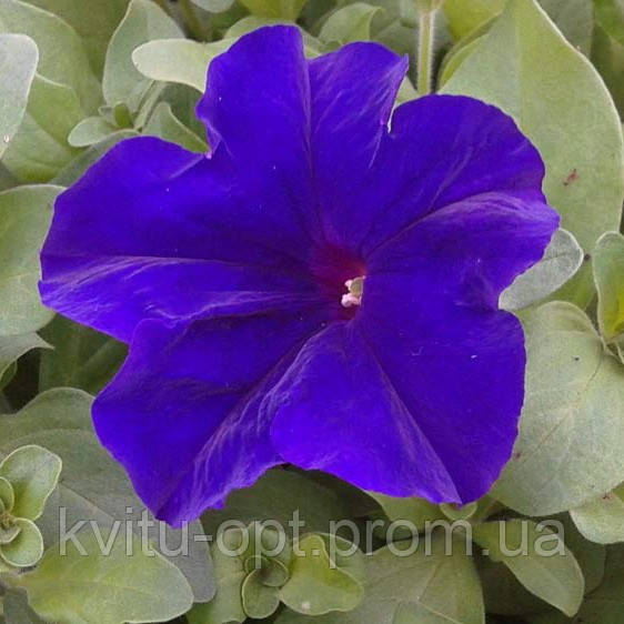 Petunia Eagle Blue