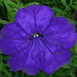 Petunia Eagle Blue, фото 2