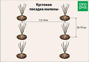 Саджанці літньої малини Херітейдж - пізня, транспортабельна, зимостійка, фото 4