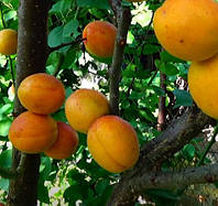 Саженцы абрикоса Голдрич (средний срок созревания)