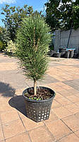 СОСНА ЧЕРНАЯ (PINUS NIGRA) GREEN TOWER /H 60+ cм / С10 L