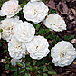 Троянда поліантова Авеню Уайт, фото 2