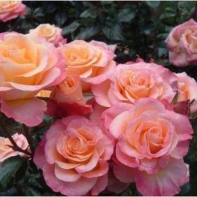 Троянда Флорібунда