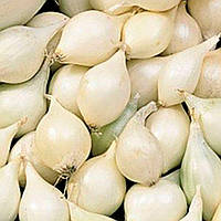 Цибуля озима арбажейка Гледстоун білий 500 г, TOP