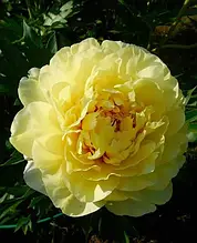 Півонія ІТО Yellow Crown (Йєллоу Краун) кореневище в пакеті