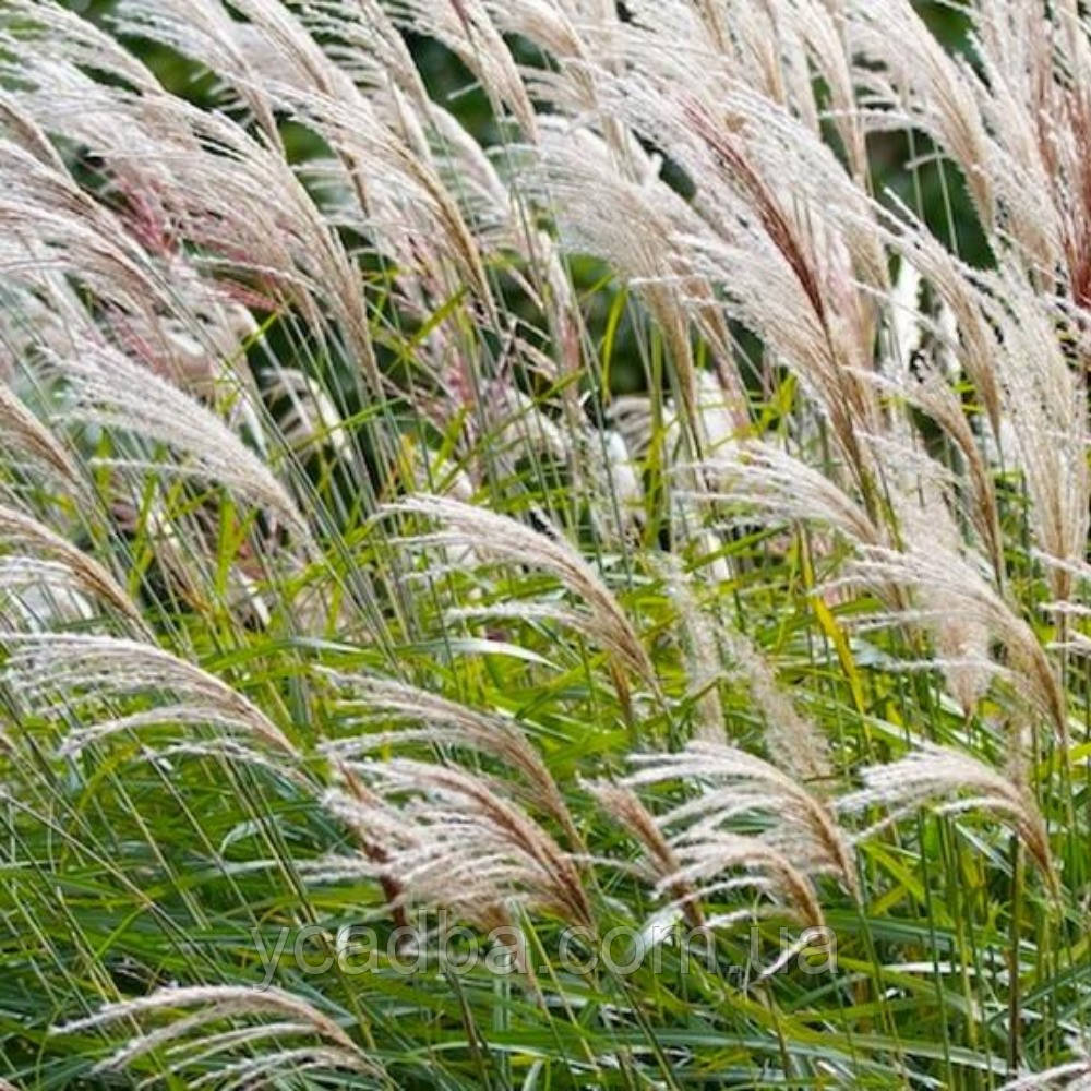 Мискантус китайський Якушима Yaky Shima (горщик 0,5 л), фото 1