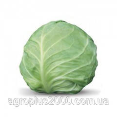Насіння Капуста білокачанна рання KS-412 F1 поштучно 20 насінин Kitano Seeds, фото 1