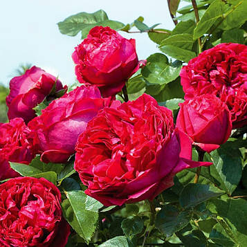 Троянда плетиста Ред Еден Роуз
