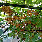 Саджанці Ківі Закарпатський (3-х річний) дерево - самоплідний, великоплідний, високо морозостійкий, фото 3