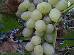 Сажанці винограду сорт Подарунок Запорожнню