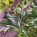 Туйопсіс Dolabrata "Variegata".
Thujopsis dolabrata "Variegata"., фото 2