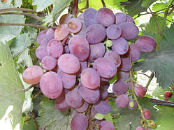 Сажанці винограду сорт Лора (Забава)