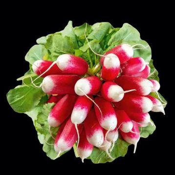 Насіння Редис Патріція, 10 г — ранній, урожайний, LEDAAGRO