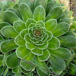 Ломикамінь