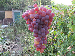 Сажанці винограду сорт Філатоський