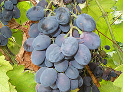 Сажанці винограду сорт Декабрський
