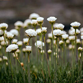 Армерія приморська