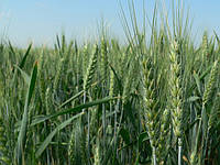 ЗУ Мендоза семена озимой пшеницы Saaten-Union (Заатен Унион), безостая, Элита