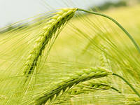 Актівус насіння озимої пшениці, Saatbau (Заатбау), оста, Еліта