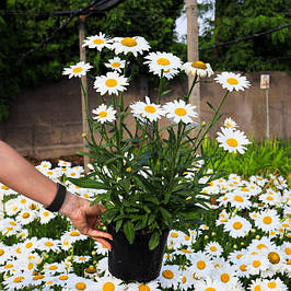 Леукантемум (нив'яник)