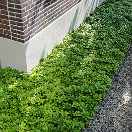 Пахизандра