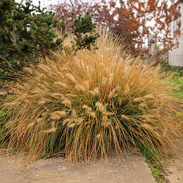 Пеннісетум