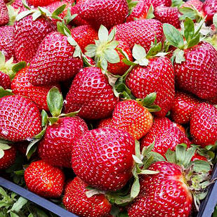 Саджанці полуниці в касеті Кімберлі (Кimberly) - рання, крупноплідна, врожайна (в касеті) + Подарунок