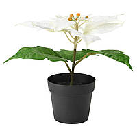 Искусственное растение в горшке Рождественская звезда IKEA FEJKA белый 903.209.69