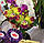 Орхідея Каттлея Budai Win Eyes, розмір 2.5" без квітів, фото 3