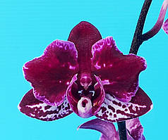 Орхідея підліток. Сорт 5032, розмір 1.7 без квітів