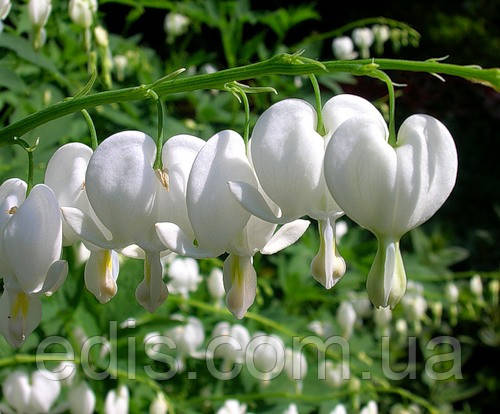 Дицентра біла (Розбите серце)  кореневище