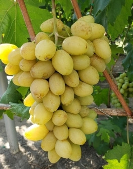 Саджанці винограду Слава Україні