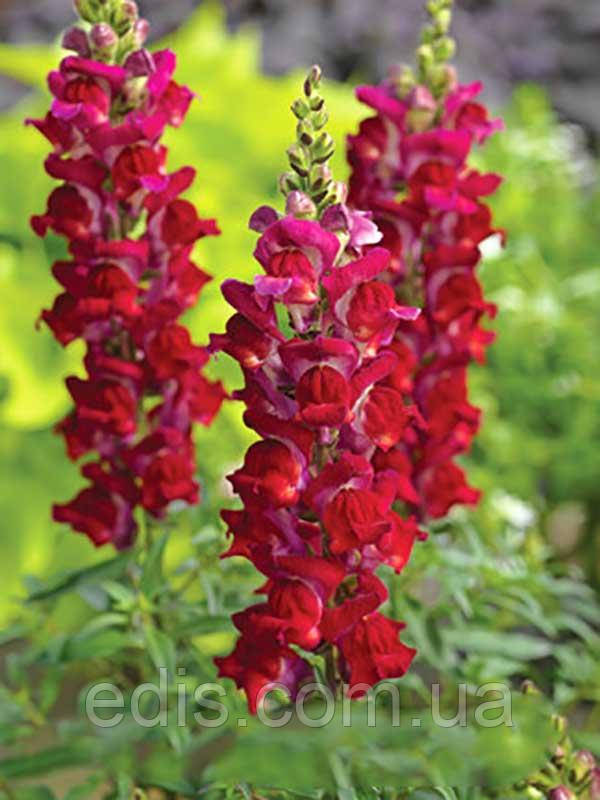 Левовий зев (Ротики) Червоний высокорослий, 0,2 г, насіння Яскрава