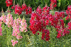 Левовий зев (Ротики) Червоний высокорослий, 0,2 г, насіння Яскрава, фото 4