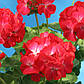 Пеларгонія Власта F1, червона з білим вічком 20 шт (Leda Agro), фото 2
