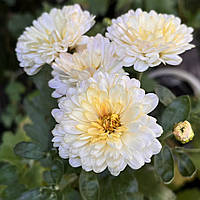 Хризантема низькоросла 129, Chrysanthemum